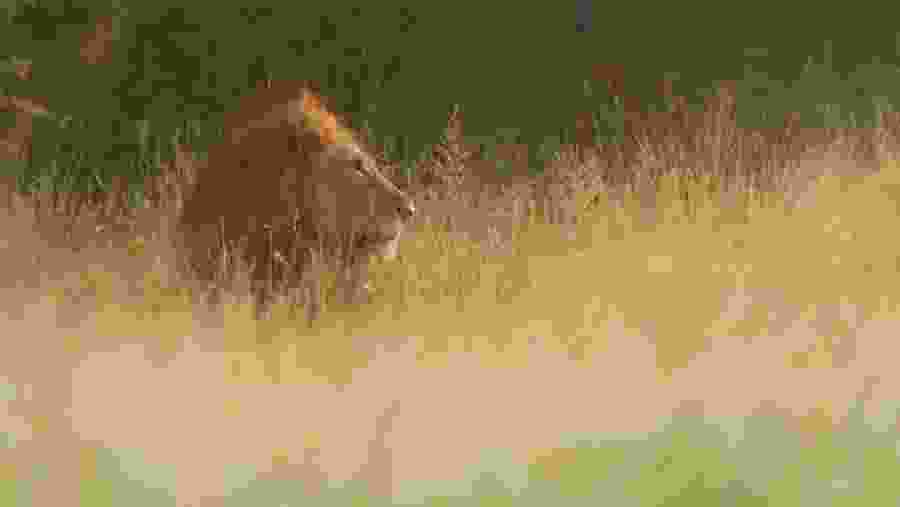 Witness the African wildlife