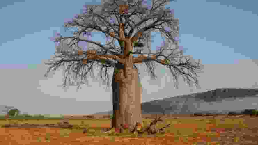 Baobab tree