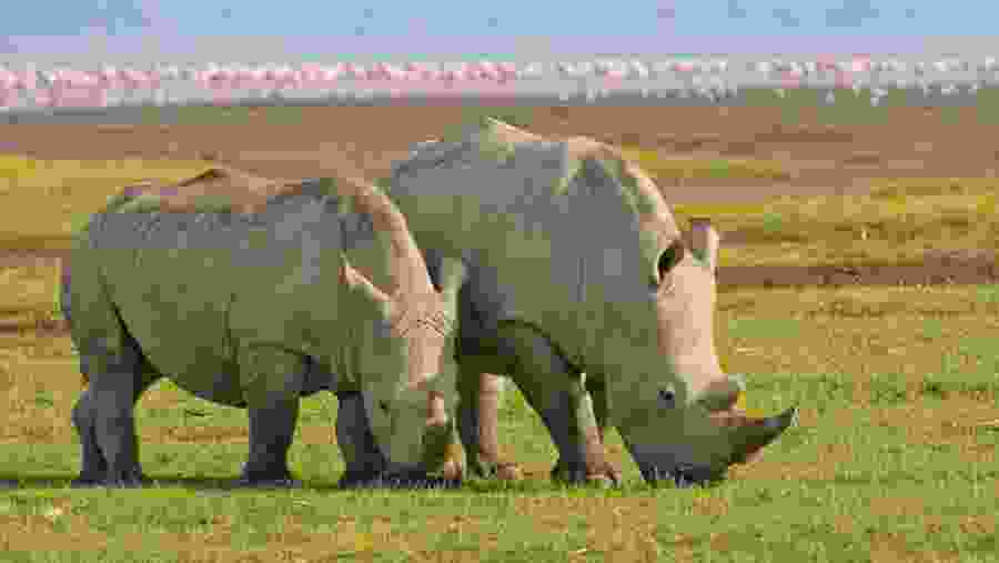 Rhinos near Lake Nakuru