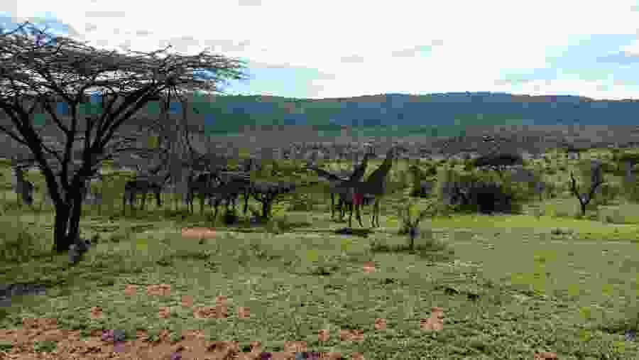 Giraffes