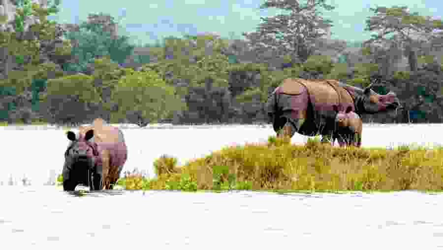 Kaziranga National Park