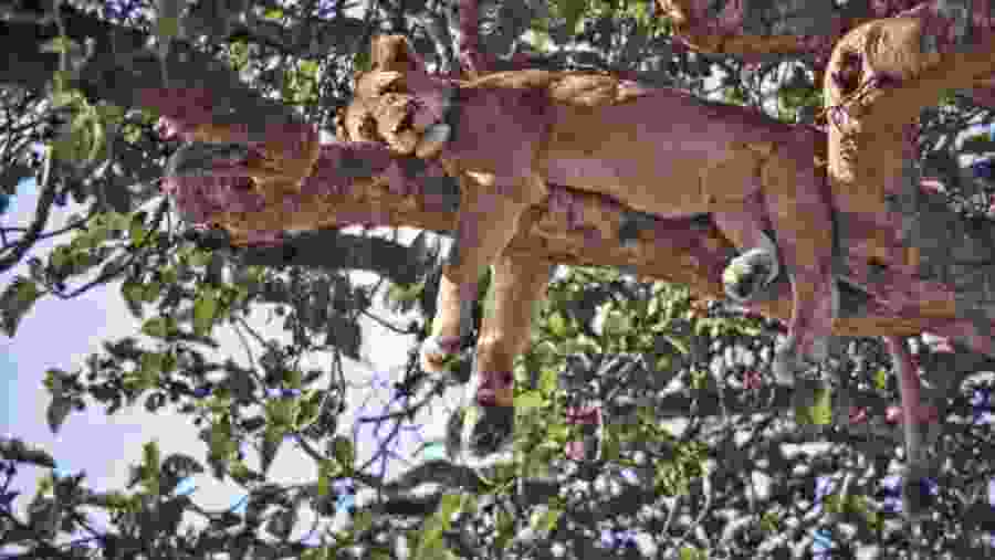A sleeping lion in Queen Elizabeth National Park 