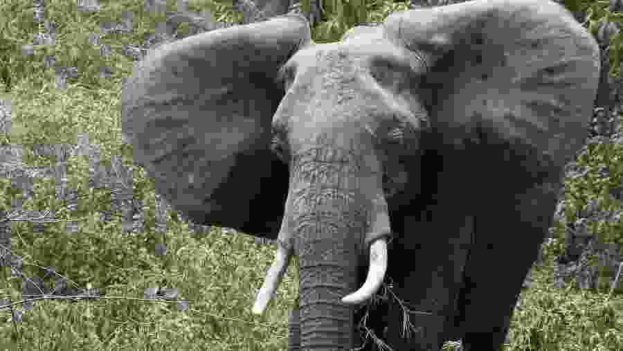 Elephants in the wild at Tarangire National Park