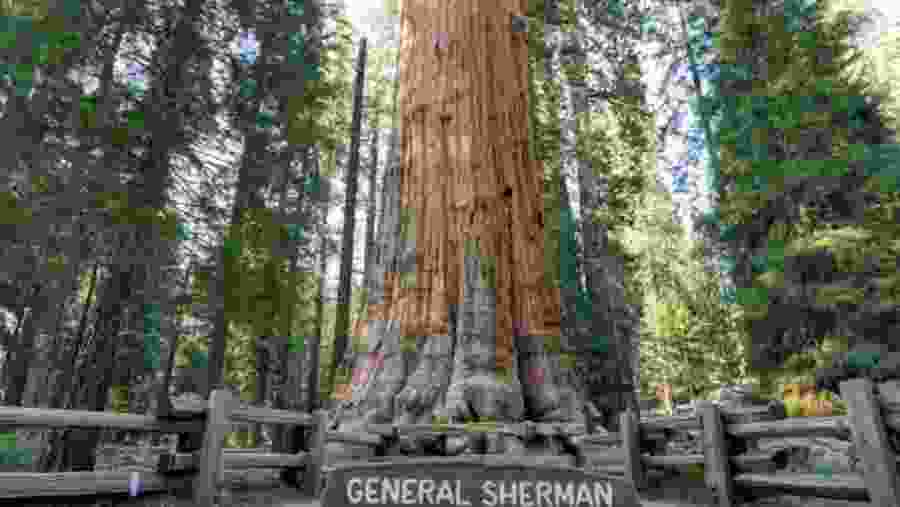 See The General Sherman