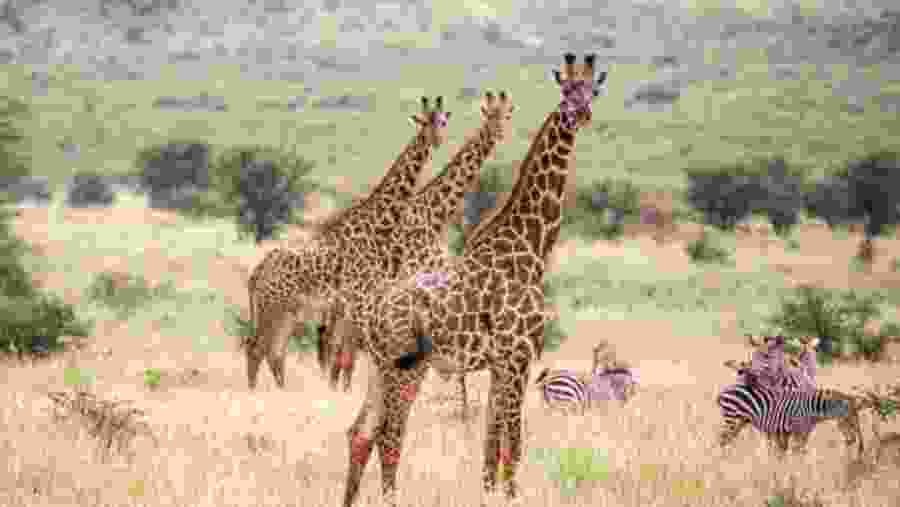Spot the pride of Africa
