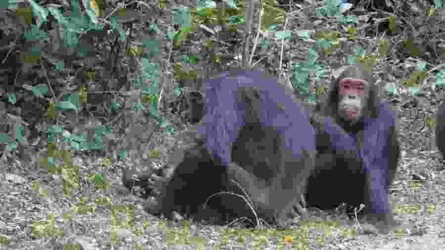 Chimpanzees at Gombe Stream National Park