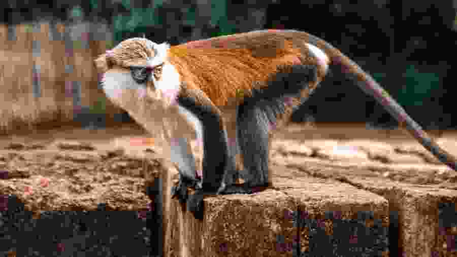 Witness the wildlife