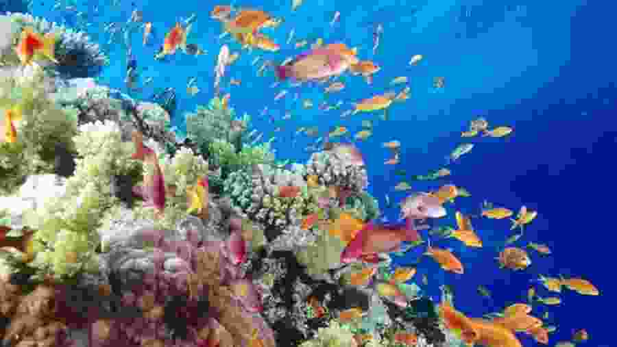 Aquatic life of the Red Sea
