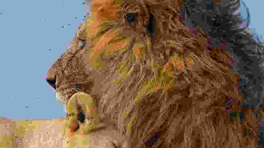 Witness the African wildlife