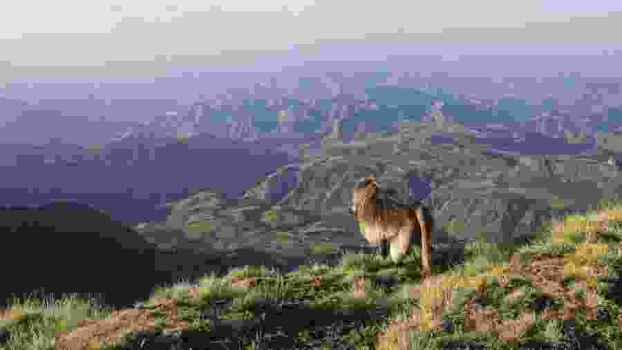 Simien Mountain National Park