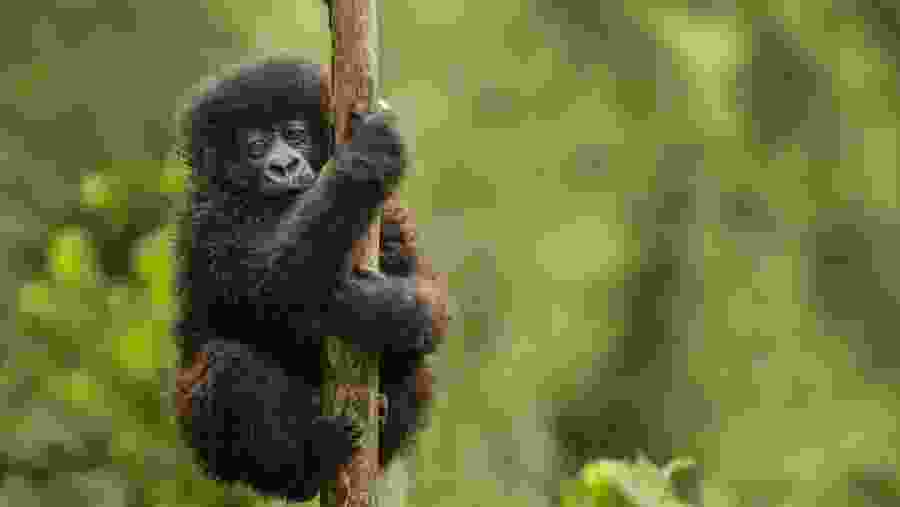 Witness the African wildlife