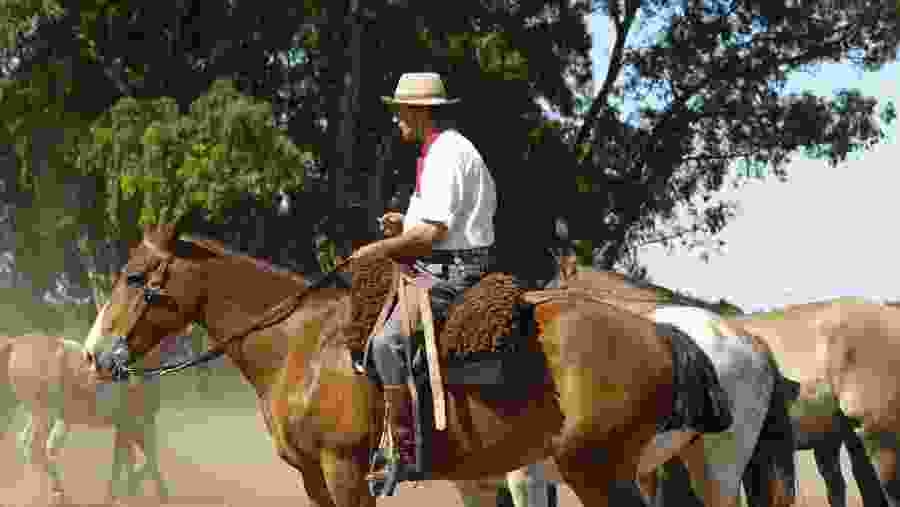 Horse Riding