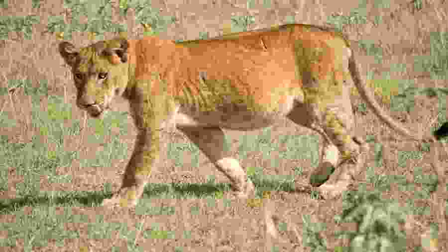 Lion at Queen Elizabeth National Park