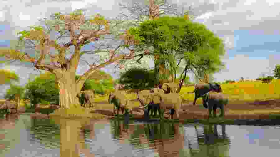 Witness majestic elephant herds at Tarangire National Park