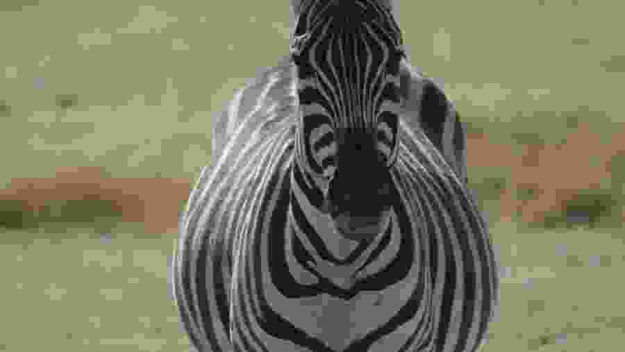 Tarangire National Park, Tanzania