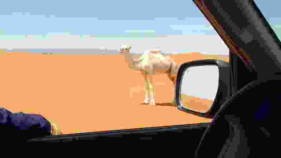 Camel
