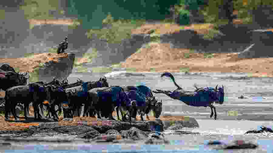 Spot the elusive Wildebeest jumping