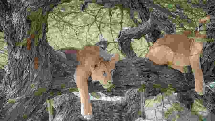 Wildlife Experience