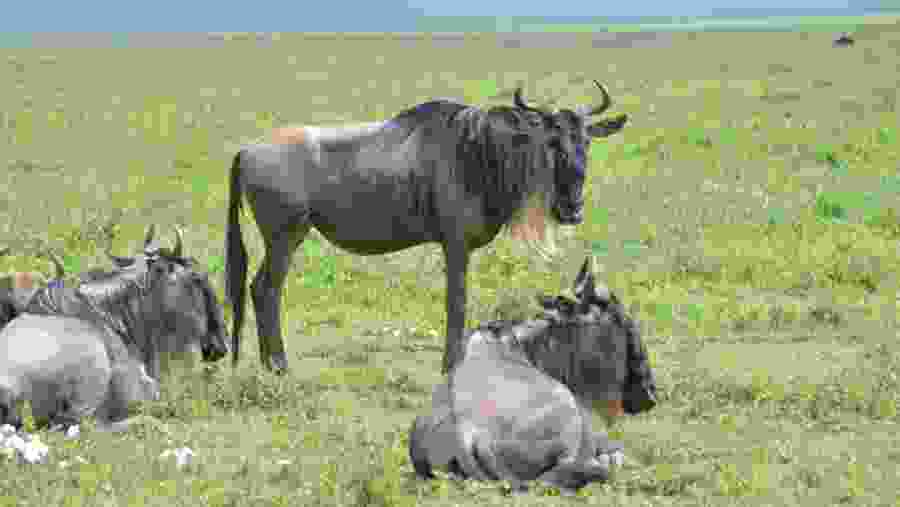 Wildebeests At Serengeti National Park