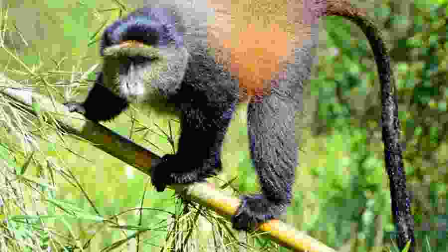 Golden Monkey in Kibale Forest