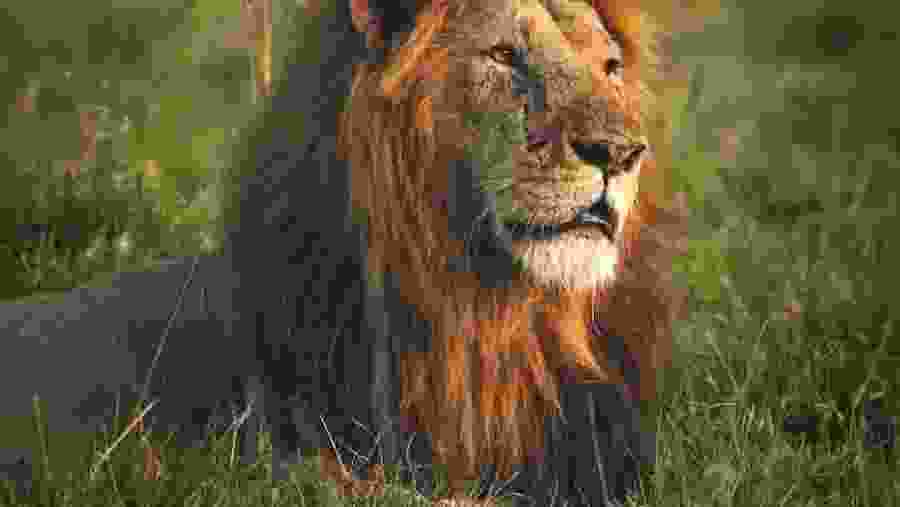African Lion