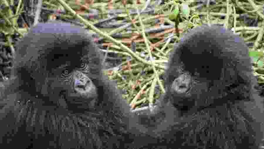 Gorilla