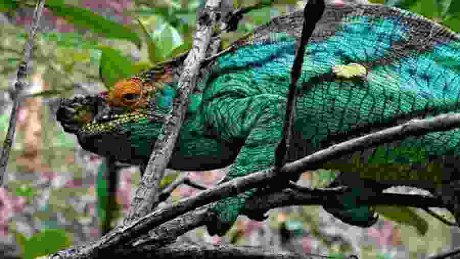 Chameleon