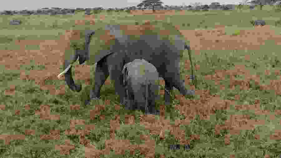 Tarangire National Park