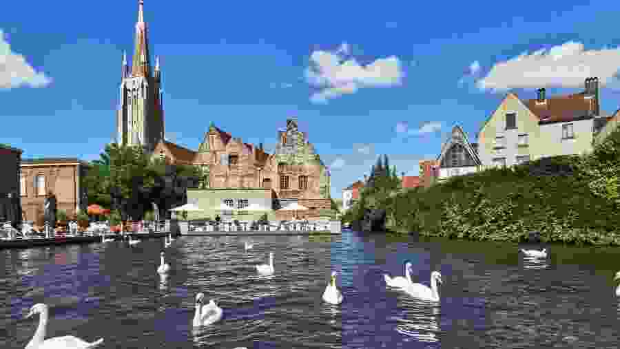 Spot swans swimming in the lakes of Bruges
