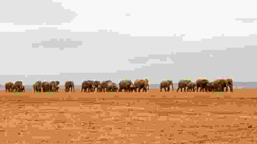 Herds of Elephants at Serengeti National Park