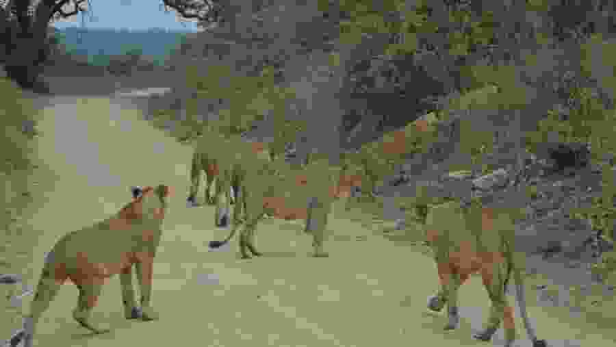 Nairobi National Park