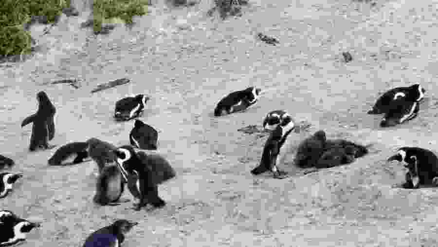 African Penguins at Boulders Beach