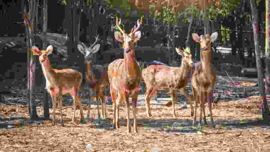 Sighting Deers