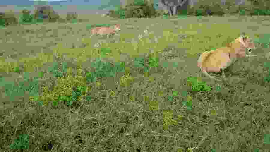 Admire the wildlife in Serengeti National Park