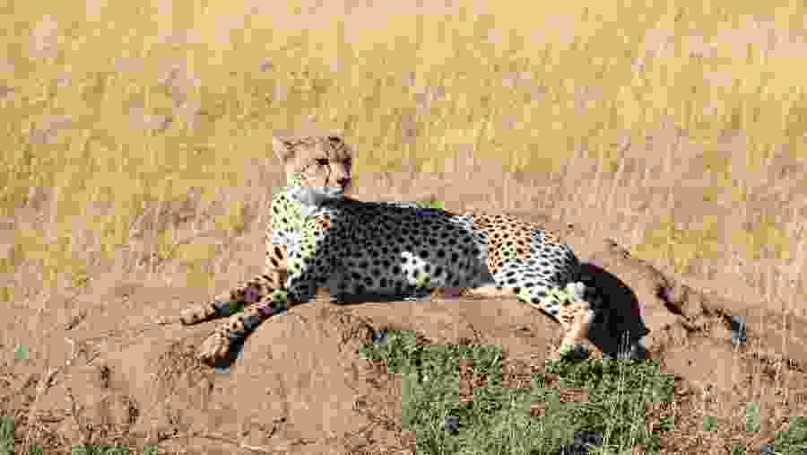 Spot the predators at Tarangire National Park