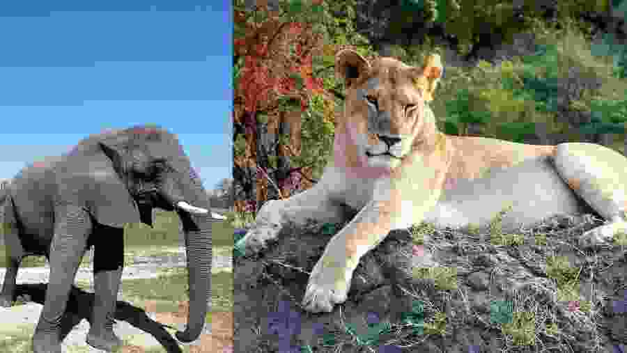 Discover the majestic wildlife at Serengeti National Park at