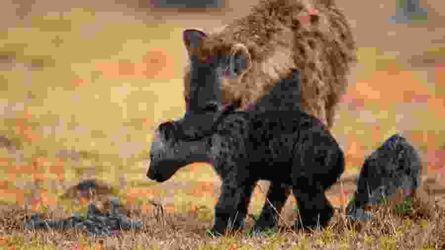 Hyena and her cub