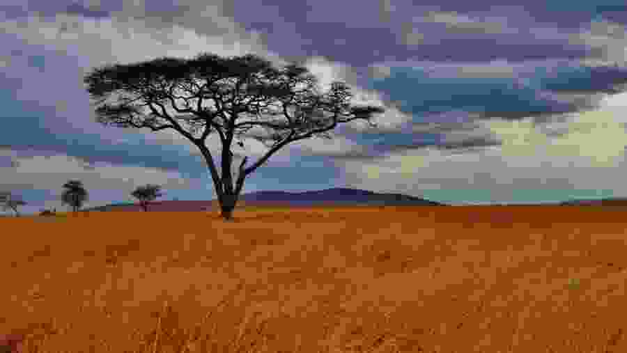 See acacia trees in Serengeti National Park