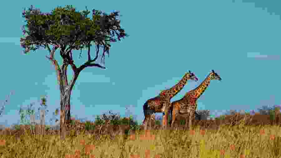 Spot the pride of Africa