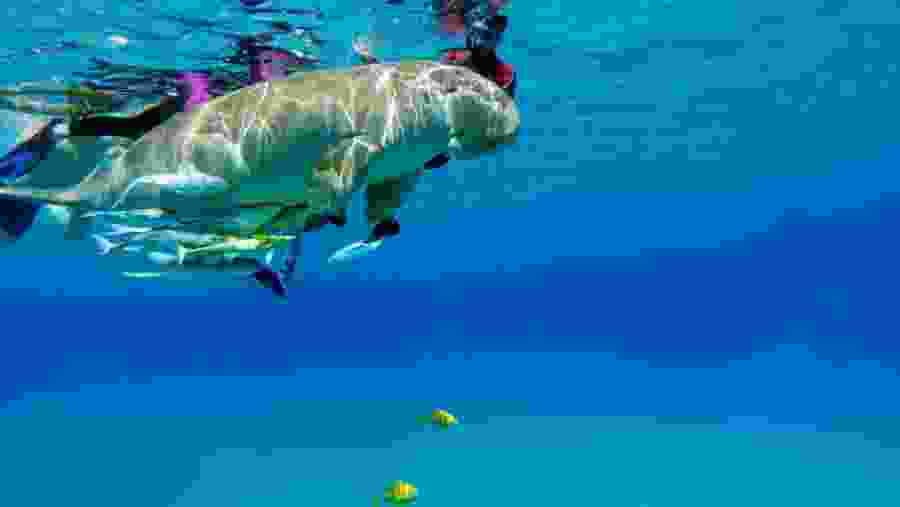 Aquatic life at the Red Sea