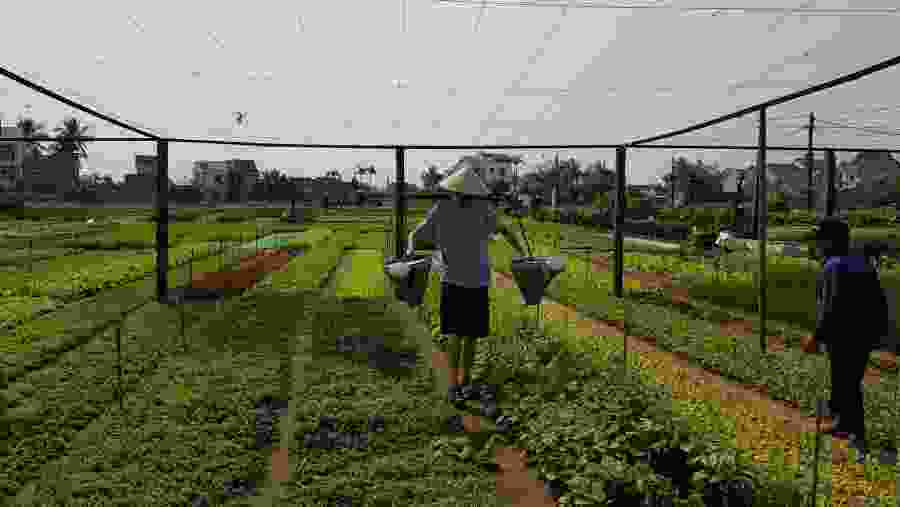 Tra Que Vegetable Village