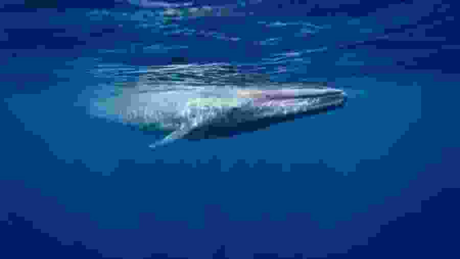 Snorkeling With Whales In Mirissa