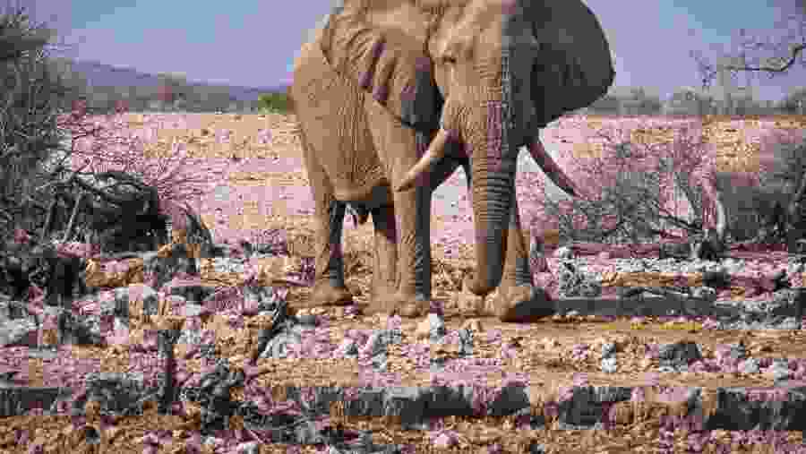 Elephant