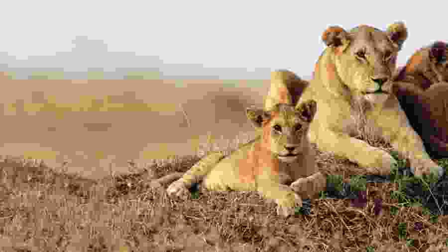 Lion Pride in Masai Mara