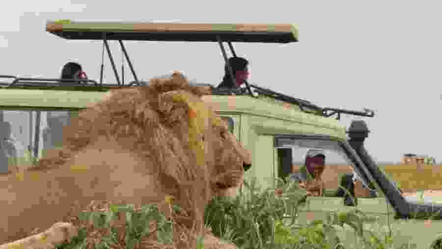 Witness the African wildlife