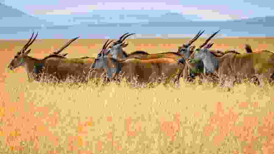 Wildlife in Maasai Mara