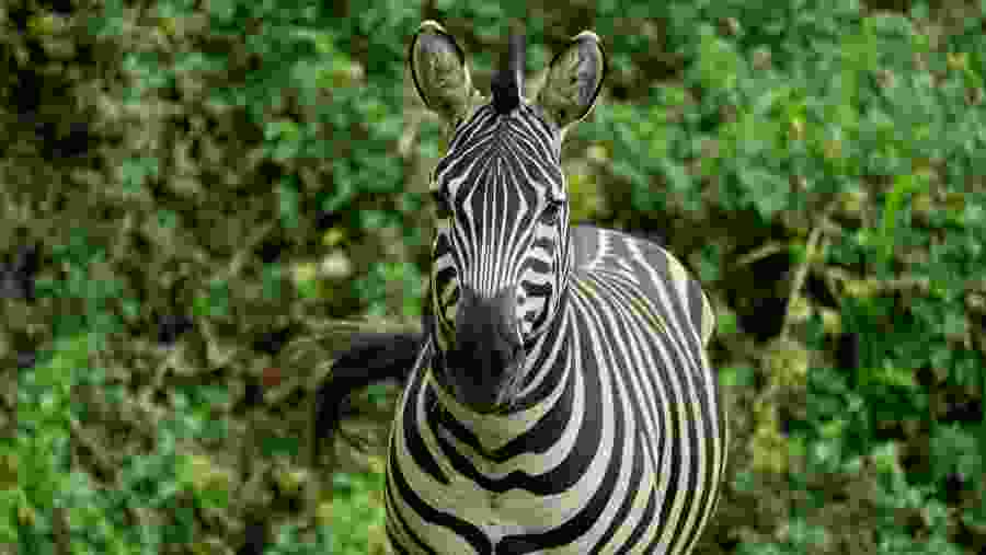 Zebra