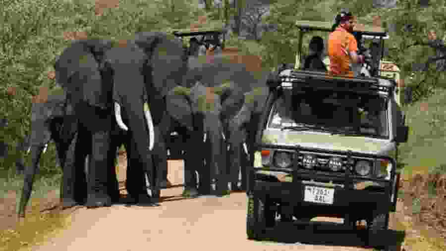 Game Drive through Selous National Park