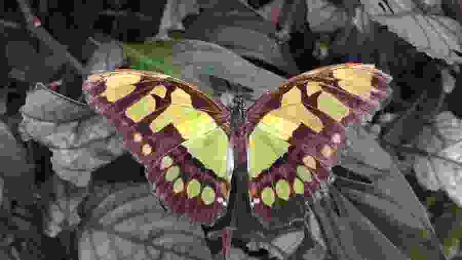 The Butterfly Farm in Mindo