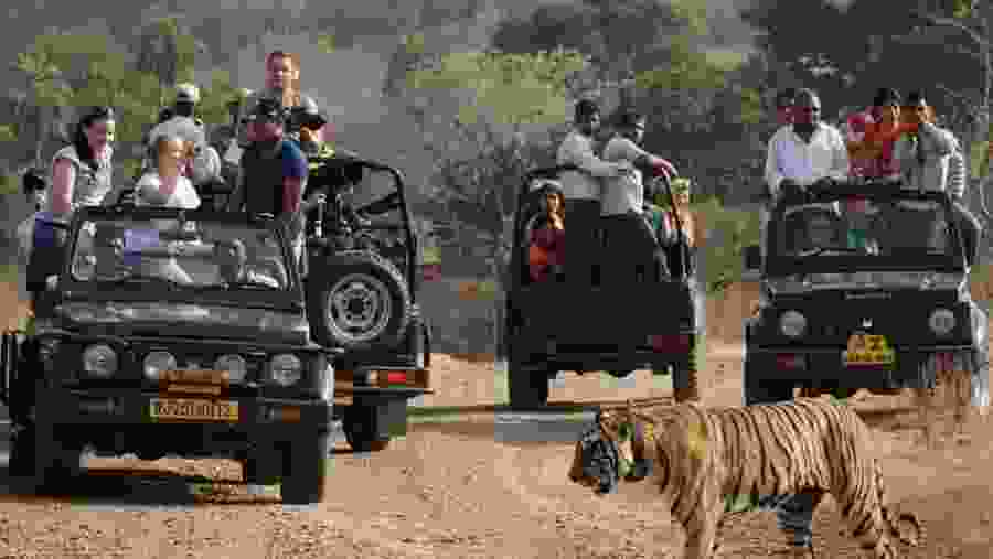Spot tigers on a Jeep Safari